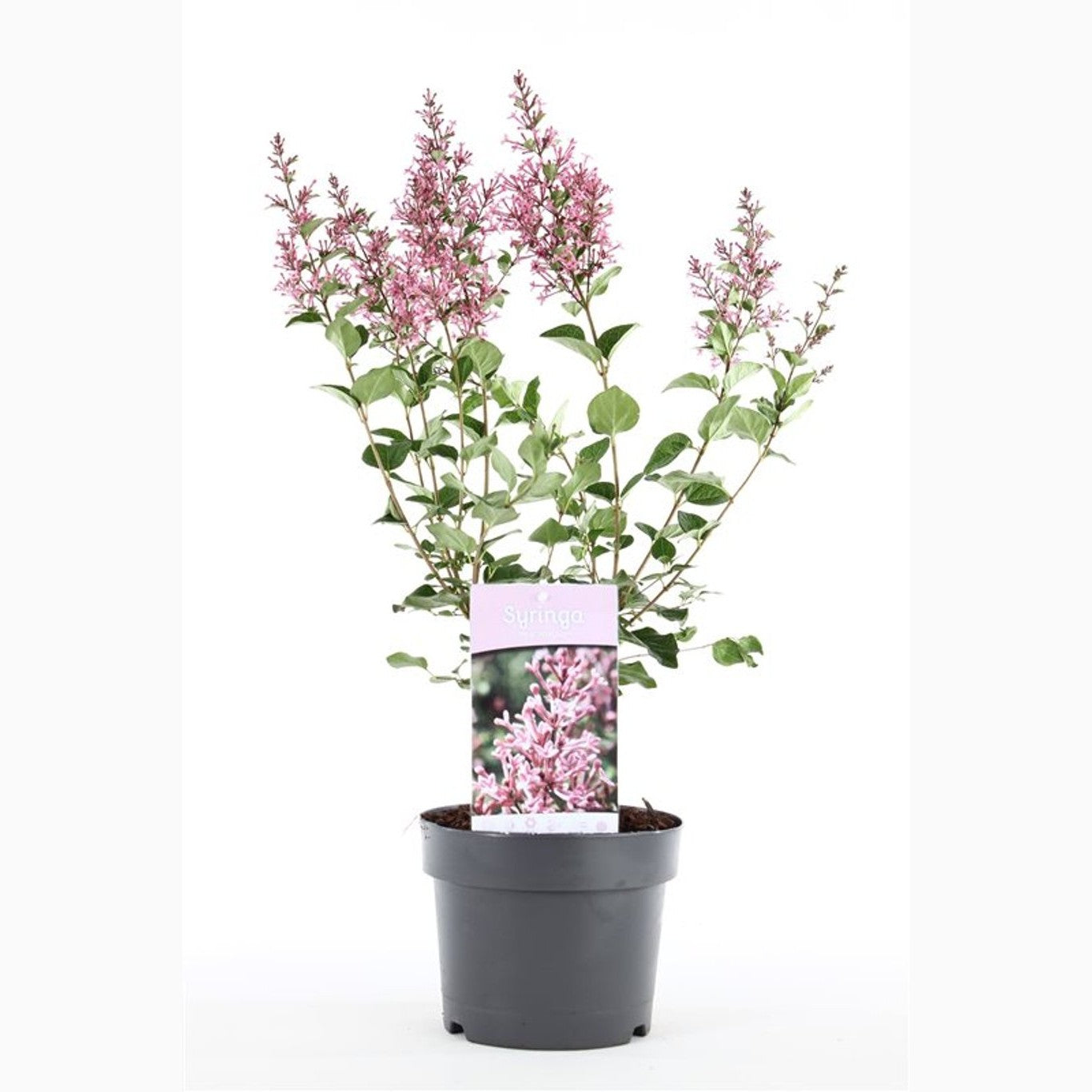 Syren – Syringa 'Pink Perfume' - C3